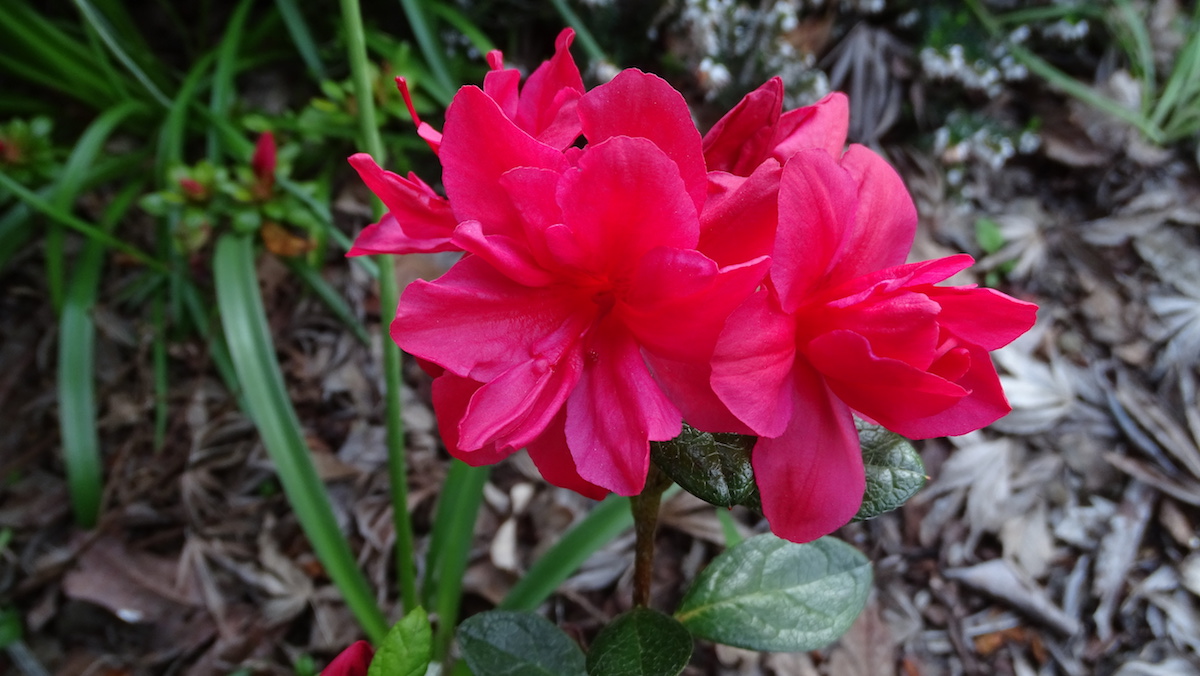 Florida